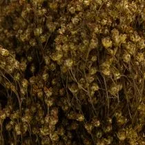 Artikel Trockenblume Broom Bloom Olivgrün Bund 48cm 160g für Trockenarrangements