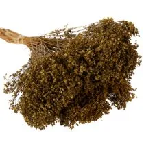 Artikel Trockenblume Broom Bloom Olivgrün Bund 48cm 160g für Trockenarrangements