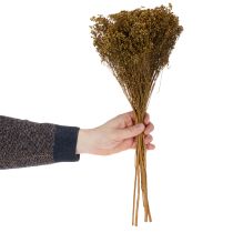 Artikel Trockenblume Broom Bloom Olivgrün Bund 48cm 160g für Trockenarrangements