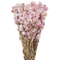 Artikel Trockenblumen Bund Kamille Pink 65cm 50g - Floristik21