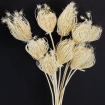 Artikel Trockenblumen Creme Fenchel Gebleicht 45cm Bund 10 St