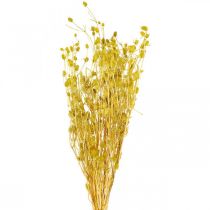 Trockenblumen Gelb Trockendistel Erdbeerdistel 100g