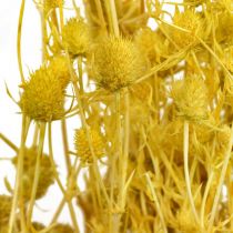 Trockenblumen Gelb Trockendistel Erdbeerdistel 100g