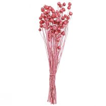 Artikel Trockenblumen Rosa Trockendistel Erdbeerdistel Gefärbt 50cm 100g