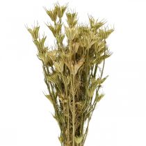 Artikel Trockenblumen Schwarzkümmel Deko Natur Nigella 50cm 75g