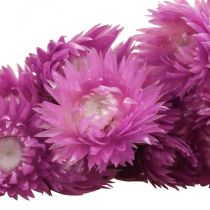 Artikel Trockenblumen Capblumen Lila Strohblumen H42cm