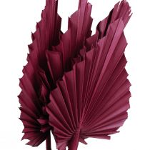 Trockenblumen Deko, Palmspear getrocknet Weinrot 37cm 4St