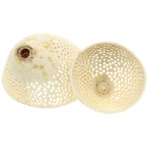 Artikel Trockenfrüchte Bell Cup gebleicht Trauerfloristik 8,5-11cm 10 St