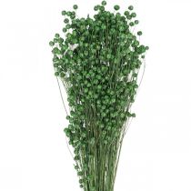 Artikel Trockengras Getrockneter Flachs Grün H50–55cm 80g