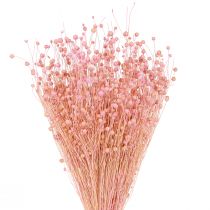 Artikel Trockengras Getrockneter Flachs Hellrosa H50–55cm 80g