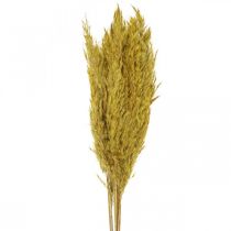 Artikel Trockengras Riedgras Deko getrocknet Gelb 70cm 10 St