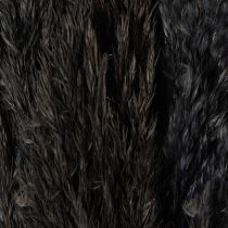 Artikel Trockengras Riedgras Schwarz 70cm Dekoration Trend 10 Stk