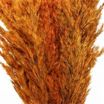 Artikel Trockengras Riedgras getrocknet Dekogras Orange 70cm 10 St