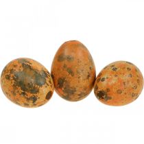 Wachteleier Deko Ausgeblasene Eier Orange Apricot 3cm 50St