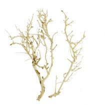 White Bush gebleicht 5St