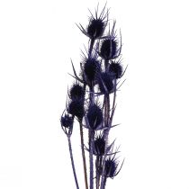 Artikel Trockenblumen Wilde Karde Violett, Deko Kardendisteln ca. 55cm, 10 Stück