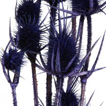 Artikel Trockenblumen Wilde Karde Violett, Deko Kardendisteln ca. 55cm, 10 Stück