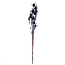 Artikel Trockenblumen Wilde Karde Violett, Deko Kardendisteln ca. 55cm, 10 Stück