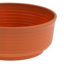 Artikel Z-Schale Plastik 18cm 10St