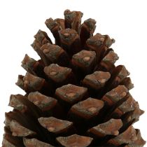 Artikel Zapfen Pinus Maritima 10cm - 15cm Natur 3 St