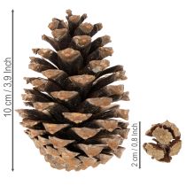 Artikel Zapfenmix Natur 400g, 2-10cm, Nadelholz und Zypresse für Floristik und Dekoration