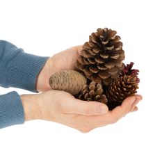 Artikel Zapfenmix Natur 400g, 2-10cm, Nadelholz und Zypresse für Floristik und Dekoration