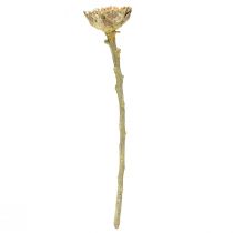 Artikel Compacta Rosette Proteen Grün gefrostet Ø4-5,5cm 20St