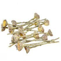 Artikel Compacta Rosette Proteen Grün gefrostet Ø4-5,5cm 20St