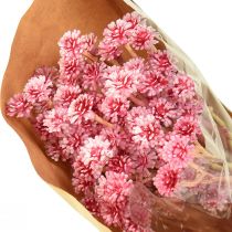 Artikel Künstliches Currykraut Immortelle Pink L28cm - Täuschend echte Deko-Blumen