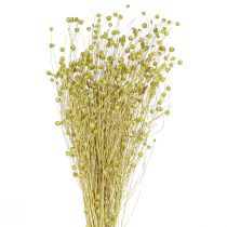 Artikel Deko Flachs Getrocknet in Olivgrün 50g – Natürliche & Nachhaltige Trockenblumen