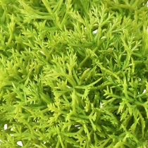 Artikel Deko Moos künstlich Grün – Moospolster Set in 10/12/14cm für Floristik und kreative Raumgestaltung