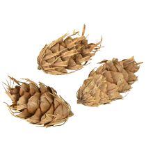 Artikel Douglas Zapfen 1,3kg