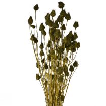 Artikel Erdbeerdistel Trockendeko Olivgrün, Natürlich Langhaltend, Ø1-2cm L55cm 100g