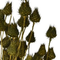 Artikel Erdbeerdistel Trockendeko Olivgrün, Natürlich Langhaltend, Ø1-2cm L55cm 100g