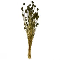 Artikel Erdbeerdistel Trockendeko Olivgrün, Natürlich Langhaltend, Ø1-2cm L55cm 100g