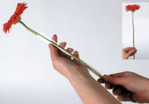 Artikel Gerbera Stütz Schlauch 200m