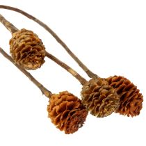 Artikel Glabrum Leucospermum Getrocknete Blüten 25-40cm 25 St