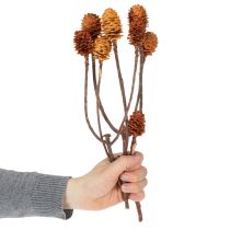 Artikel Glabrum Leucospermum Getrocknete Blüten 25-40cm 25 St