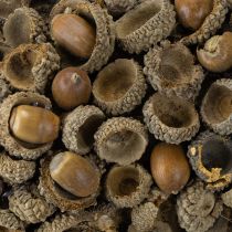 Artikel Naturkranz Herbstdeko Eicheln Türkranz Wandkranz DIY Ø30cm