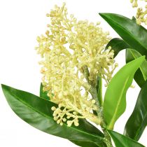 Artikel Künstliche Skimmia japonica Skimmie in Creme, 45cm Deko-Blumen Zweig 2er Set