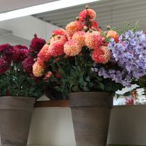 Artikel Künstliche Dahlien in Pfirsich Rosa Ø10cm L80cm 2er-Set – Dauerblüher für stilvolle Arrangements