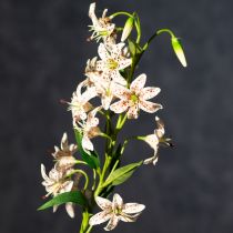 Artikel Künstliche Lilie 82 cm – Realistische Blumenstiele im 2er-Set für elegante Dekoration