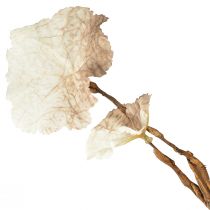 Artikel Kunstzweig Herbst Heuchera Künstlich in Braun Creme L85cm für stilvolle Dekorationen