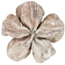 Artikel Landlotus Weiß gewaschen 6-12cm 50St