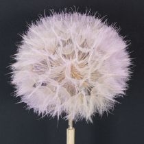Artikel Trockenblumen Stielblume Wiesenbocksbart 50 cm Kopf 12 cm Innenraumdekoration