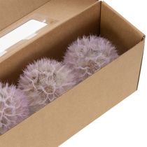 Artikel Trockenblumen Stielblume Wiesenbocksbart 50 cm Kopf 12 cm Innenraumdekoration