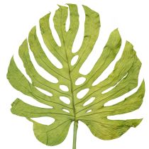 Artikel Getrocknete Monstera-Blätter 50 cm – Natürliche Deko 5er-Set für florale Arrangements