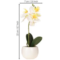 Artikel Künstliche Orchideen im Topf Weiß Ø7cm H22cm für stilvolle Dekoration