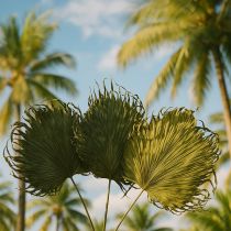 Artikel Palmwedel Deko für exotische Arrangements und Tischdekoration