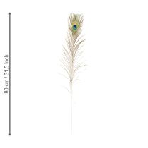 Artikel Pfauenfedern Natur für Dekorationen 75-85 cm – 8 Stück